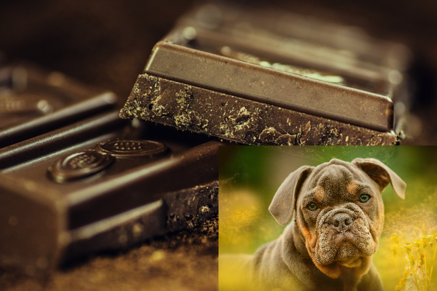 강아지-초콜릿-대처-치사량