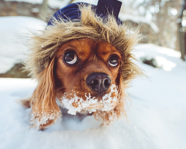 강아지-추위-겨울