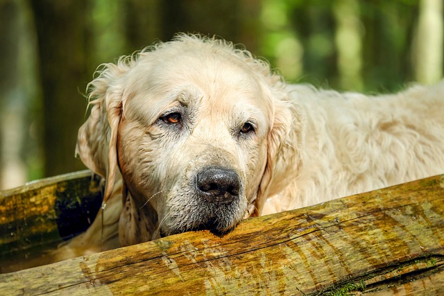 강아지-쿠싱증후군-증상-진단-검사-치료